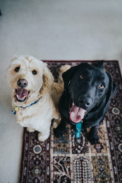 两只狗坐在栗色地毯上